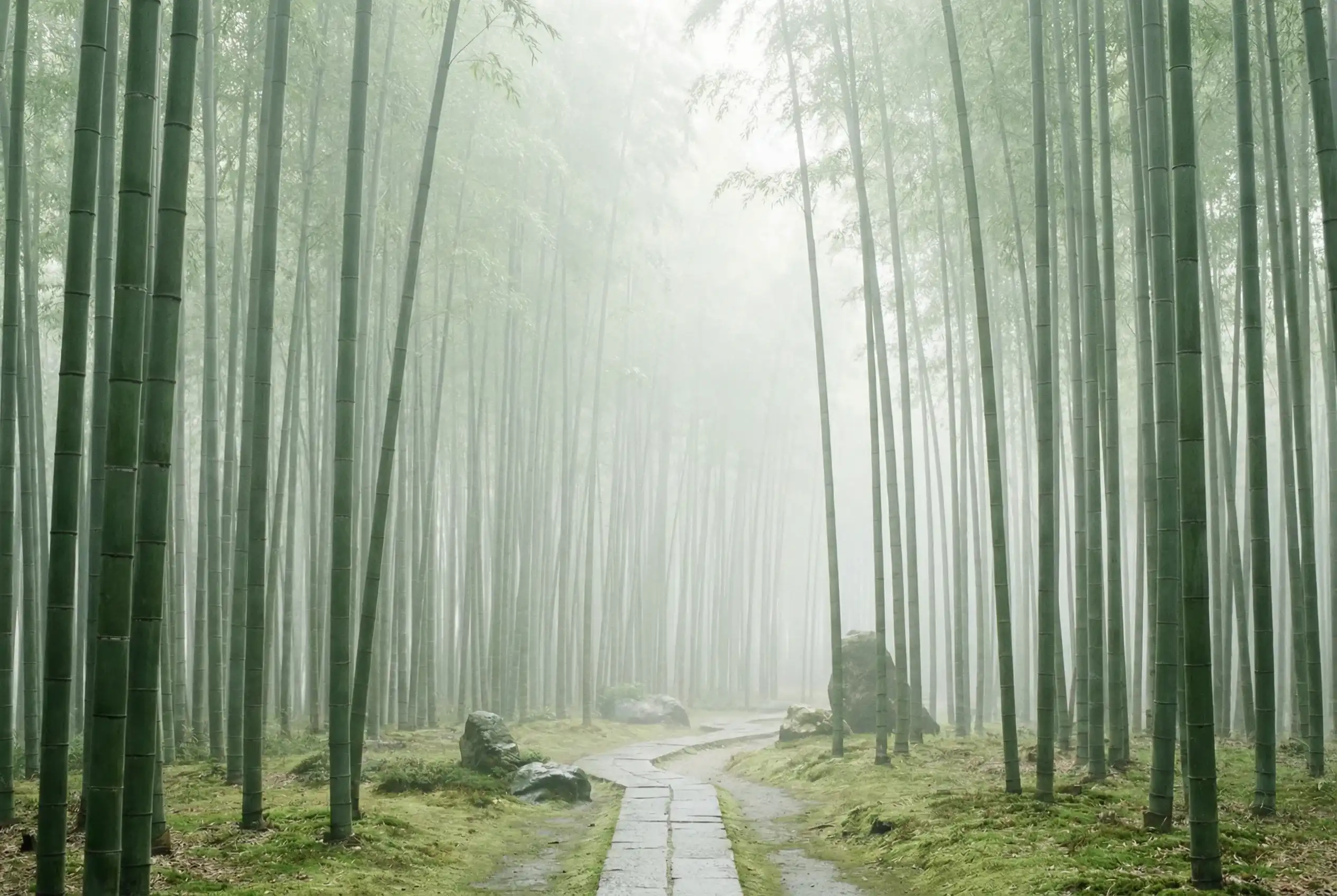 澳洲幸运十 自然恩赐计划竹林背景