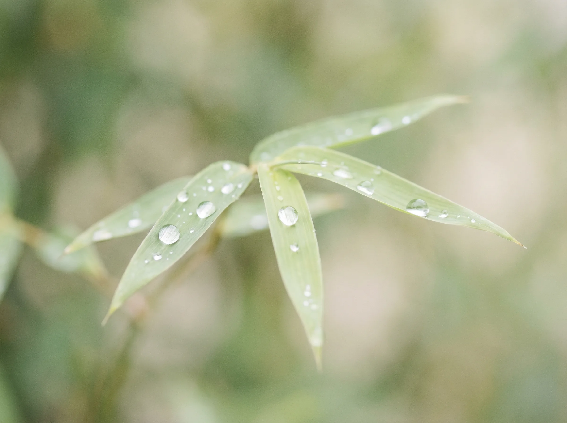 澳洲幸运十 六大推演沙盘竹叶装饰